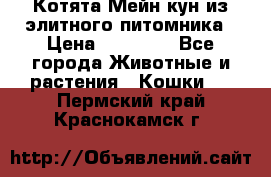 Котята Мейн-кун из элитного питомника › Цена ­ 20 000 - Все города Животные и растения » Кошки   . Пермский край,Краснокамск г.